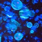 Tekno Bubbles - Blue UV Blacklight Reactive - Half Gallon - 64 Ounce